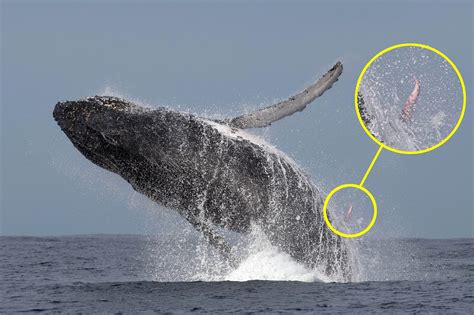 whale penus|Whale Penis: Unveiling the Secrets Behind the Largest Member.